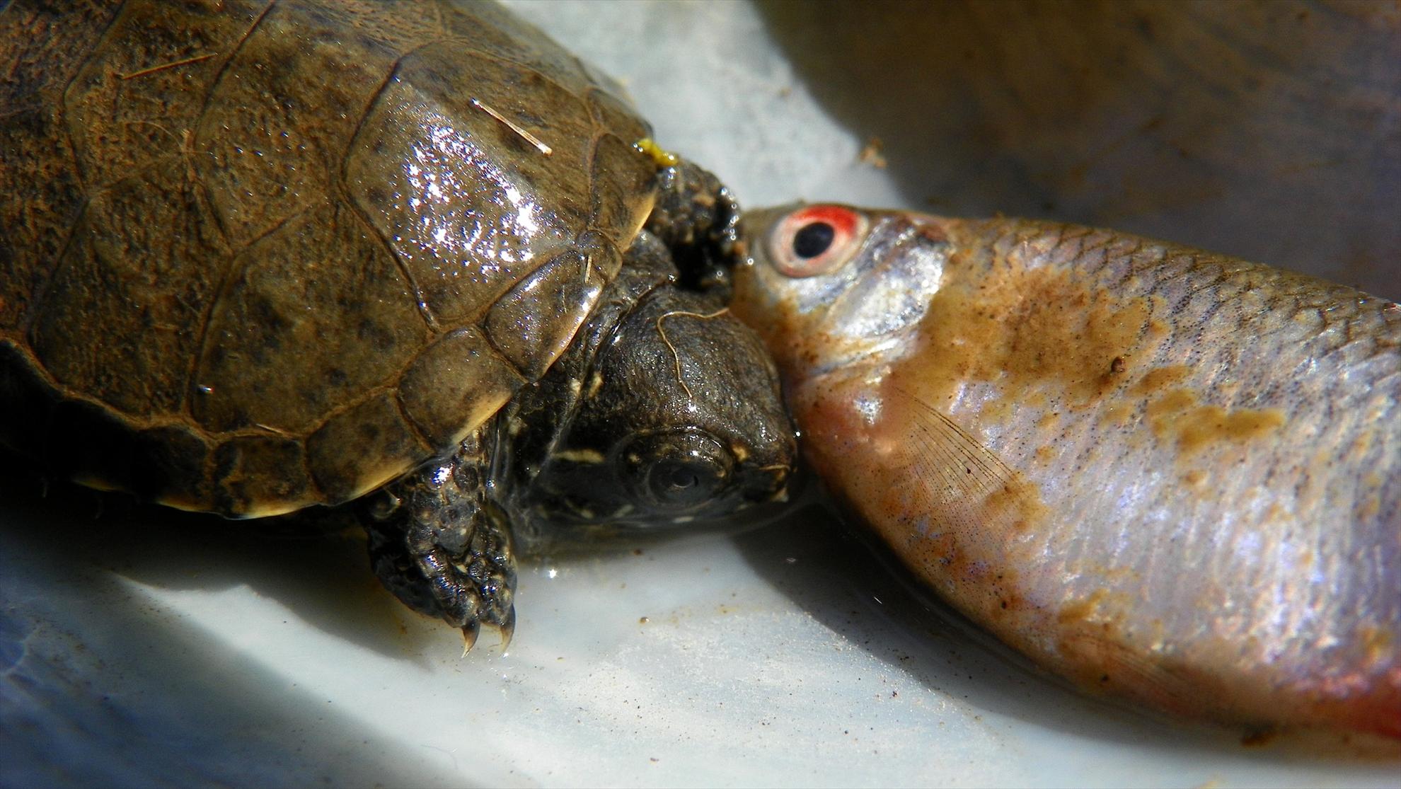 Crapmania (2) - 2011 - 1001213.JPG